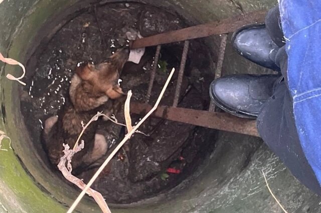    К счастью, собаку заметили местные жители. Фото: Telegram-канал vladivostok_7164