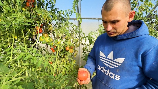 Продолжаем собирать урожай. Планы поменялись. Что будет дальше? Стройка в деревне. Жизнь простых людей.