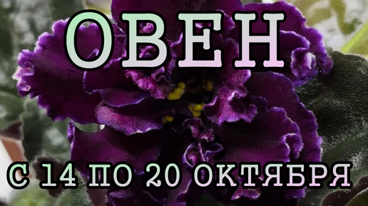 ОВЕН таро прогноз на неделю с 14 по 20 ОКТЯБРЯ 2024 года.