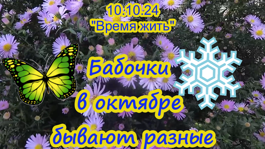 10.10.24 Бабочки в октябре 🦋 бывают разные ❄