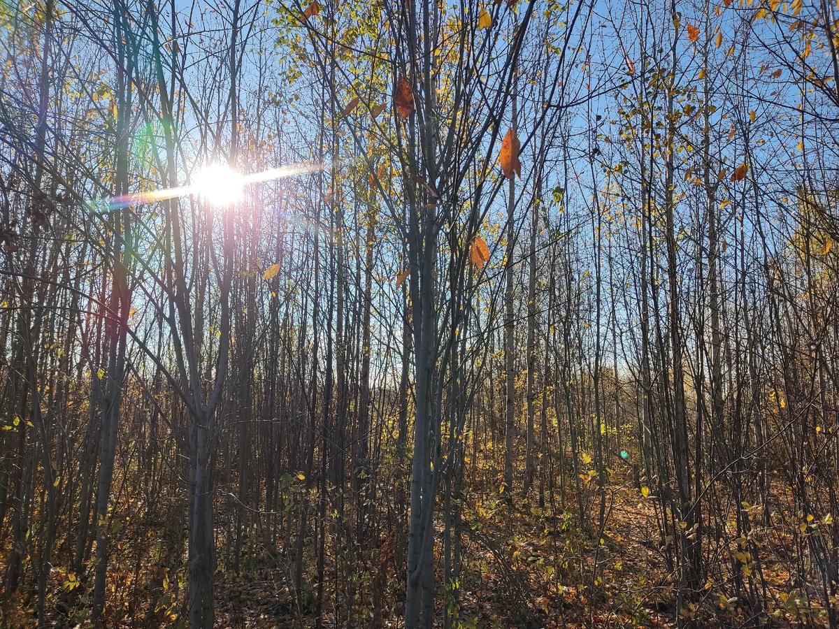 На улице практически нивы сжаты, рощи голы. Фото со вчера. Сегодня уже не так солнечно. 