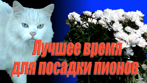 Лучшее время для посадки пионов. Сажаем пионы в октябре, ноябре, феврале и марте