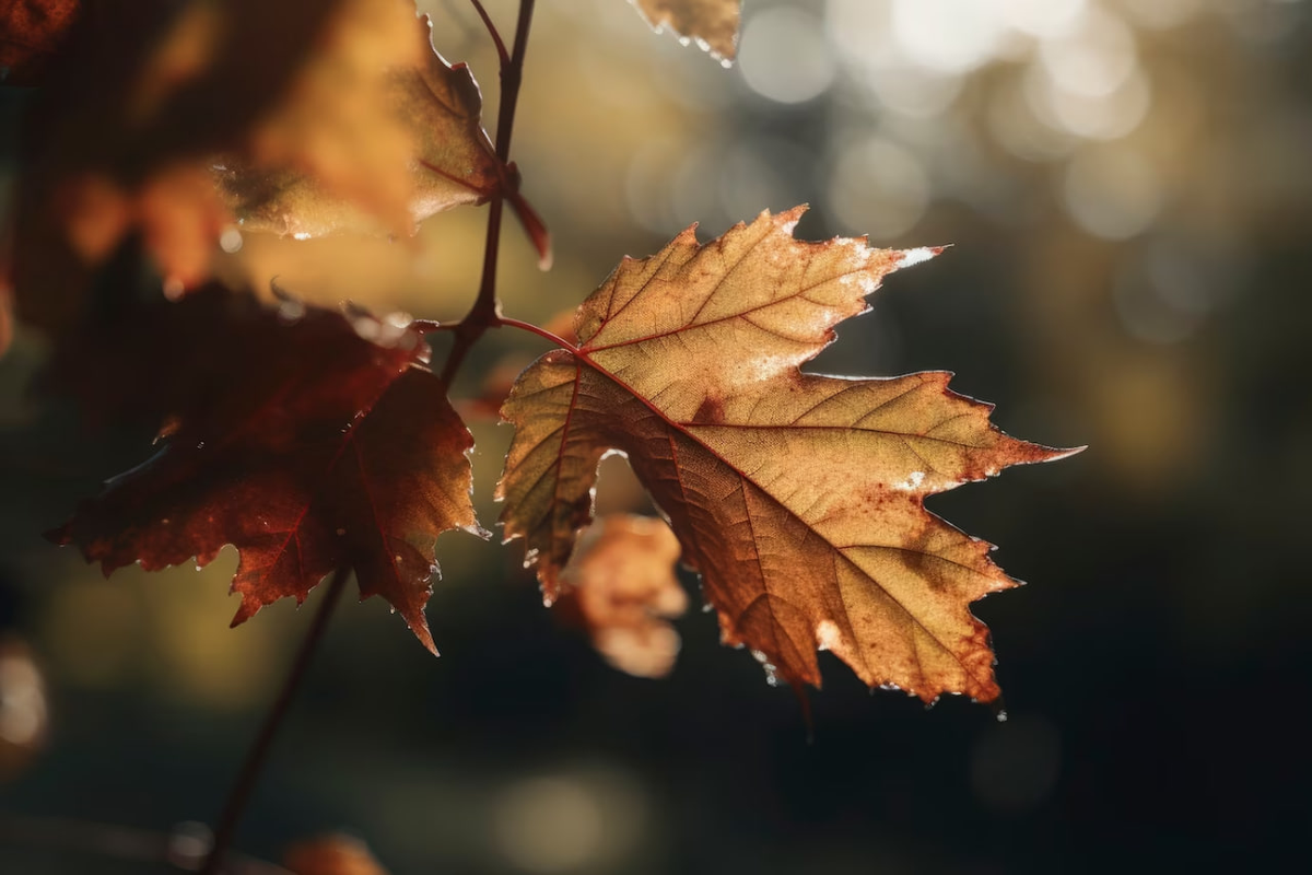 Фото: freepik