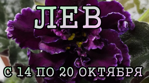 ЛЕВ таро прогноз на неделю с 14 по 20 ОКТЯБРЯ 2024 года.