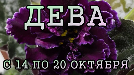 ДЕВА таро прогноз на неделю с 14 по 20 ОКТЯБРЯ 2024 года.