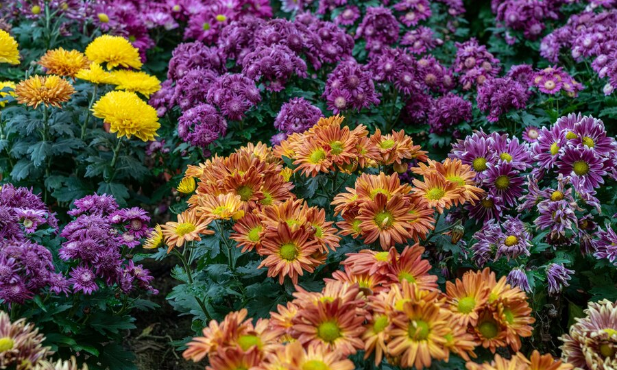 26 неприхотливых растений и кустарников для вашего сада🥰