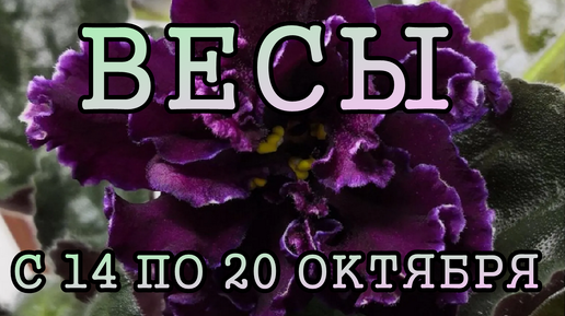 ВЕСЫ таро прогноз на неделю с 14 по 20 ОКТЯБРЯ 2024 года.