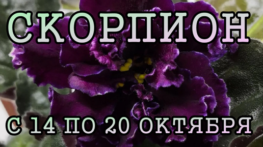 СКОРПИОН таро прогноз на неделю с 14 по 20 ОКТЯБРЯ 2024 года.