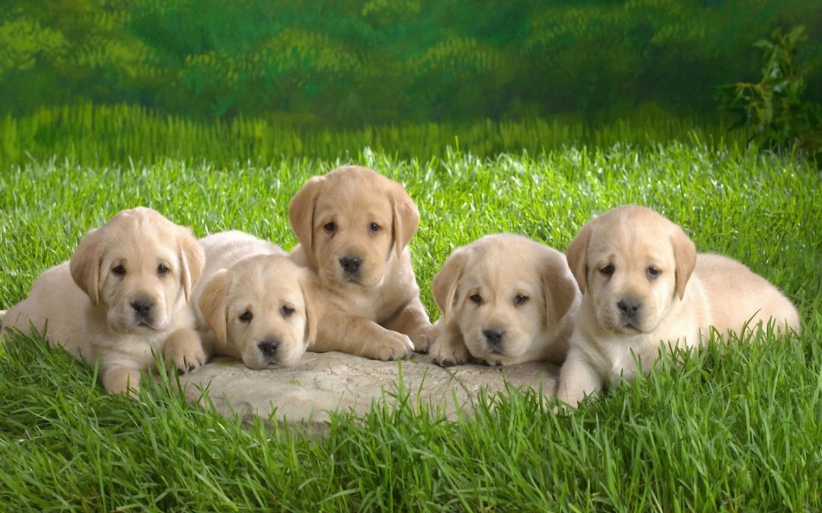 Больше интересного в нашем Telegram-канале! https://t.me/grand_prix_pet_food 