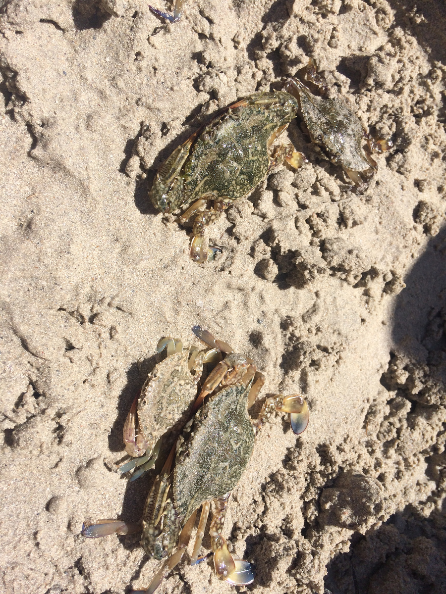 Крабы не пострадали