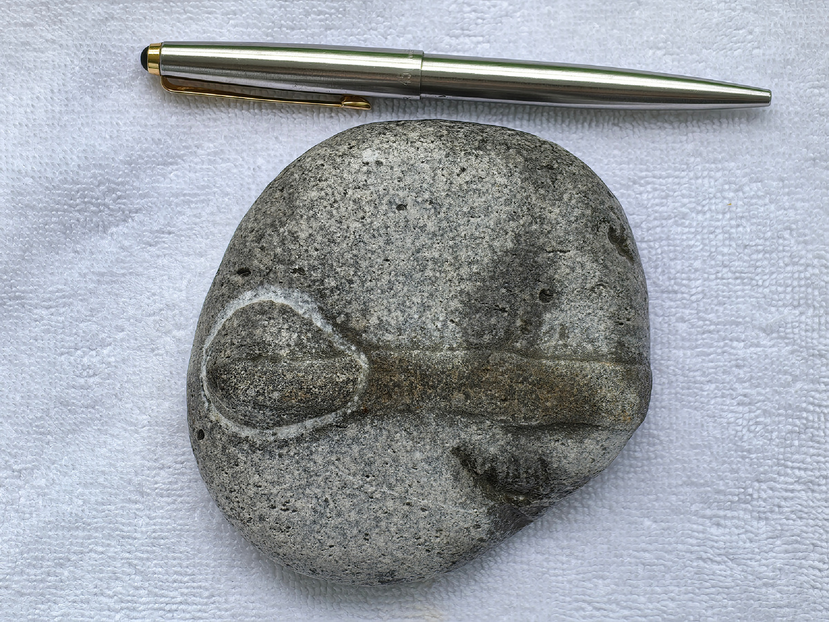 Окаменелость в гальке из песчаника (?). Камень плоский, диаметром с ладонь