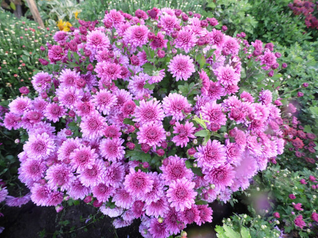 Шаровидная садовая хризантема Мультифлора - Ares pink (Арес пинк)