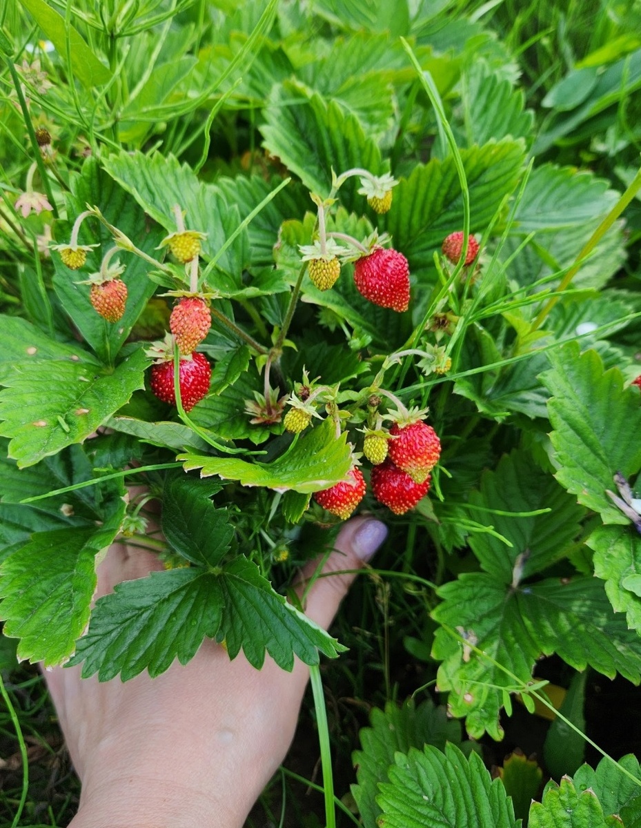 Земляника душистое лукошко