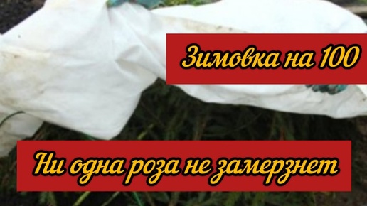 Ни одна роза не замерзнет. Зимовка роз под таким укрытием будет на сто.