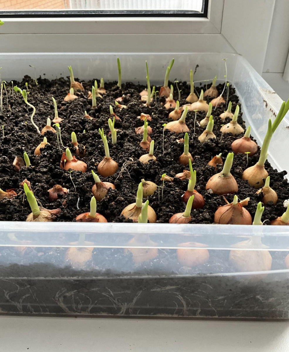 Спустя неделю после посадки