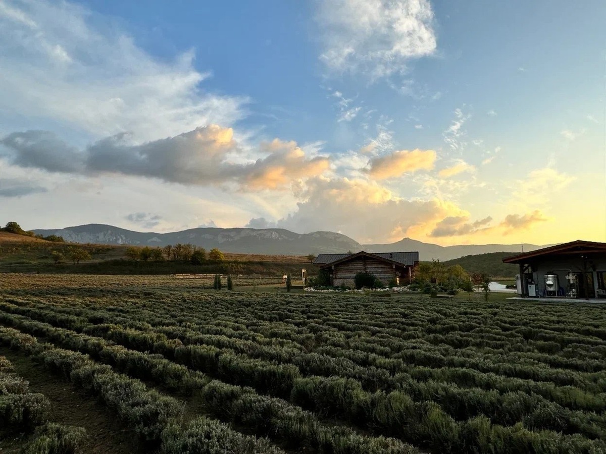 Ферма Viva Lavanda в Бахчисарайском районе // Фото предоставлено фермой