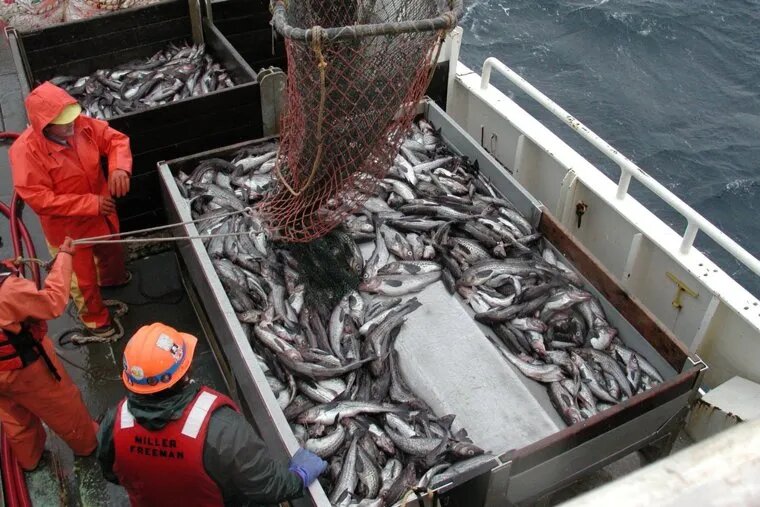 Доля потребления минтая в России - 35%, и Ассоциация добытчиков этой рыбы планирует ее удвоить. Фото: Allen Shimada/Wikipedia/Public domain