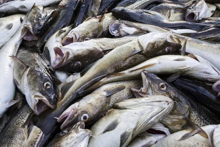 В СССР добывали около семи миллионов тонн минтая в год. Фото: Oliver Ring/Global Look Press