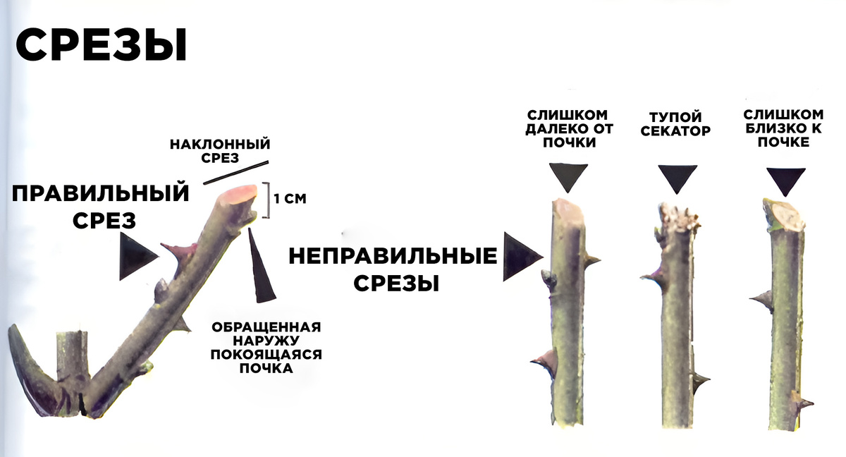 Хессайон Д.Г.  "Всё о розах", 2004г., с.109