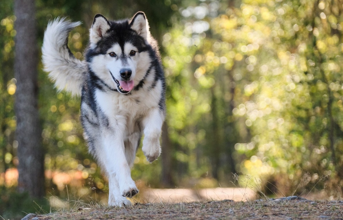    Выгуливая собаку на поводке, вы сохраняете ей здоровье