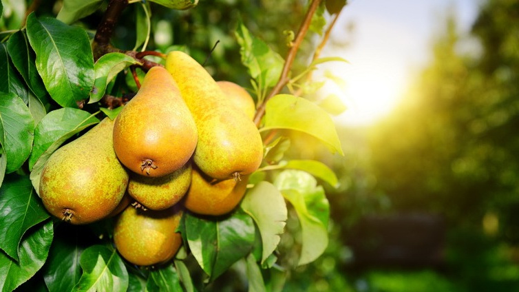 Зимостойкие сорта груш для сурового климата. Проверил – отлично переносят сильные морозы и дают высокий урожай