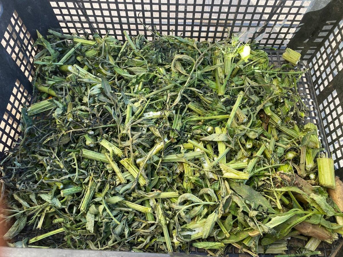 Порубленный состав рассыпаю в первую очередь под кустарники и деревья, если остается, то и на другие гряды