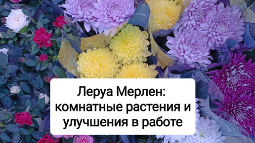 Лемана Про: комнатные цветы и улучшения в работе