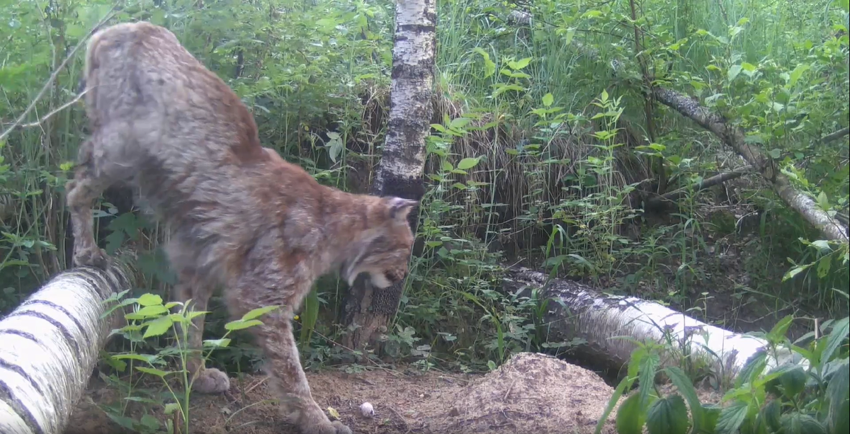 Фото: скриншот из видео