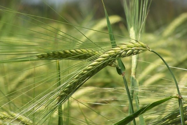 Фото: freeimages.com 