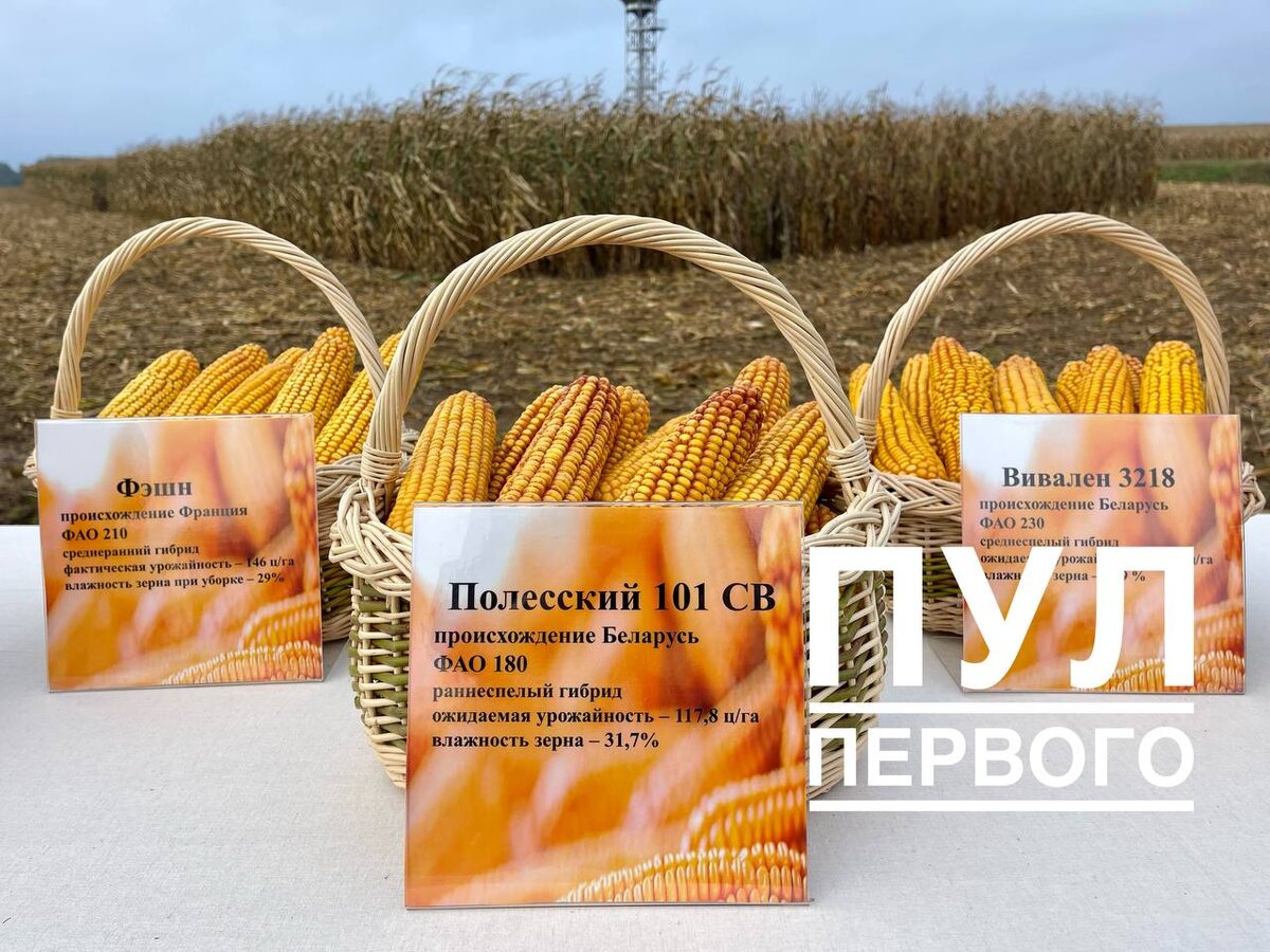 Источник фото: Telegram-канал «Пул Первого»
