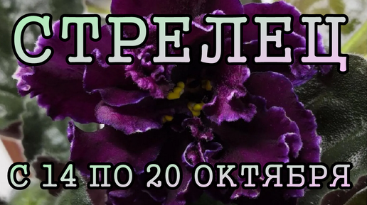 СТРЕЛЕЦ таро прогноз на неделю с 14 по 20 ОКТЯБРЯ 2024 года.