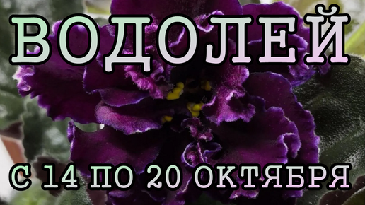 ВОДОЛЕЙ таро прогноз на неделю с 14 по 20 ОКТЯБРЯ 2024 года.