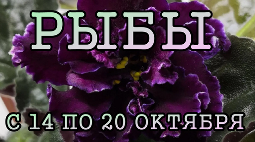 РЫБЫ таро прогноз на неделю с 14 по 20 ОКТЯБРЯ 2024 года.