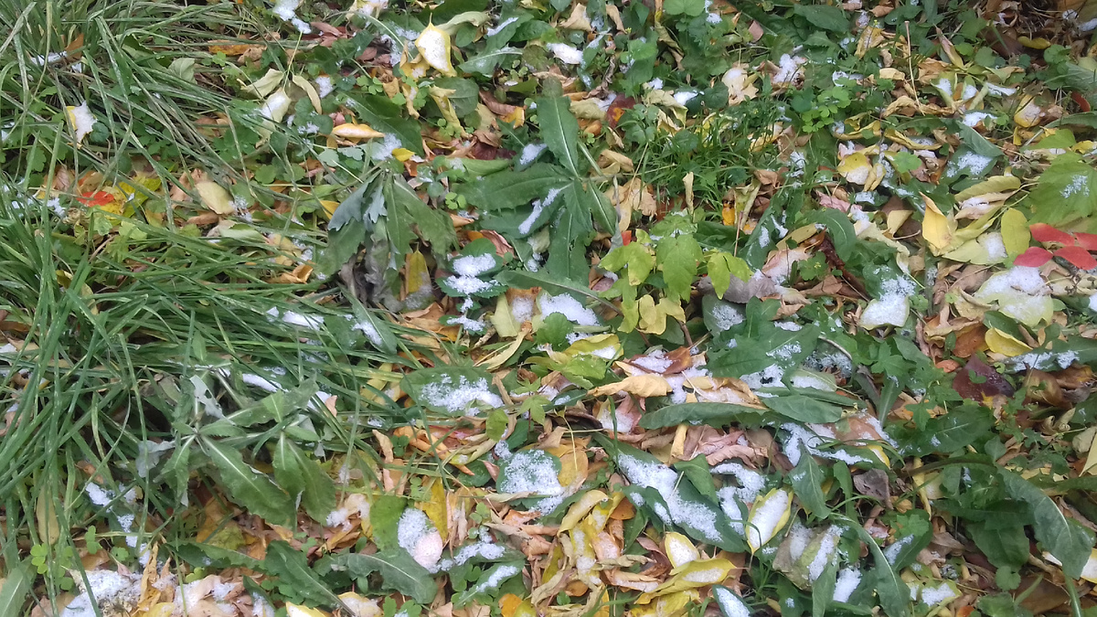 Снег на зеленой травке возле дома. Фото автора.