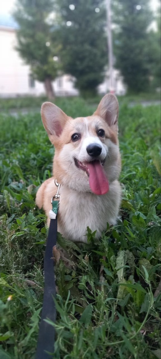 Первый день на свежем воздухе! 🌿🐾 Ощущаю, как трава щекочет лапки — это настоящая свобода!