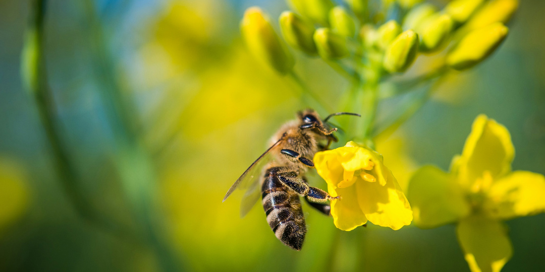 Вы знали, что пчёлы — одни из самых умных существ на планете?