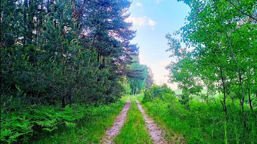 КРАСИВОЕ И УСПОКАИВАЮЩЕЕ ПЕНИЕ ПТИЦ В ВЕСЕННЕМ ЛЕСУ НА РАССВЕТЕ. ЗВУКИ ПРИРОДЫ ДЛЯ ОТДЫХА И СНА. ПЕНИЕ ПТИЦ ДЛЯ СНА