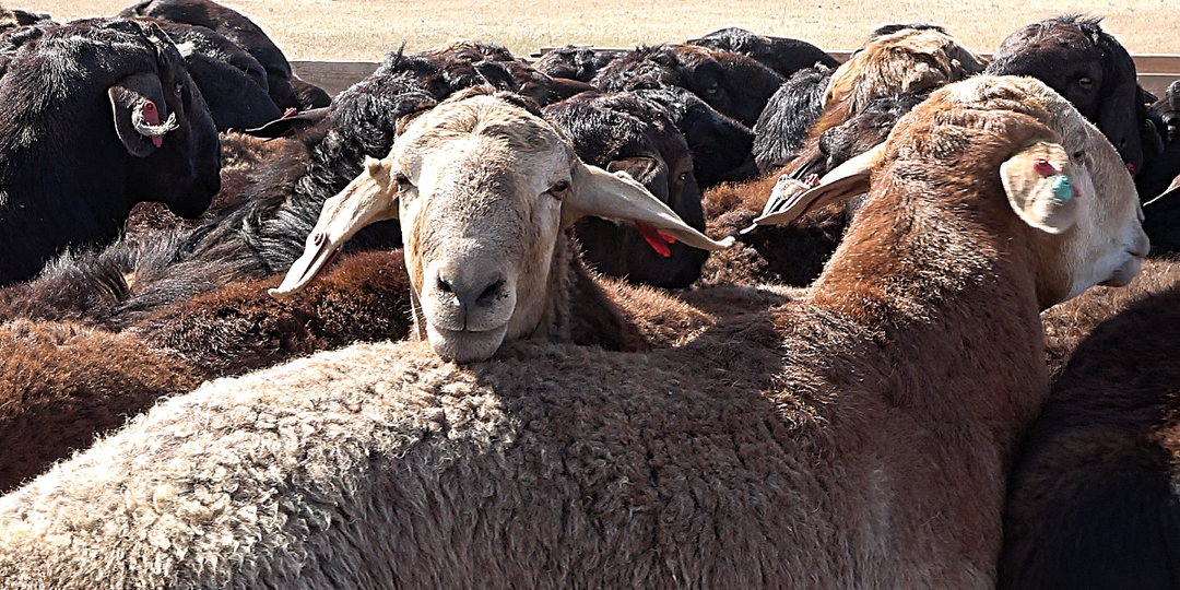 Считаем эдильбаевских овец. Сколько голов приобрести для организации овцеводческого бизнеса?