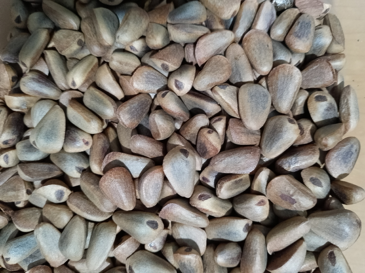 Орехи кедровые калëные. Фото автора