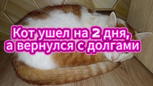 Кот ушел на 2 дня, а вернулся с долгами