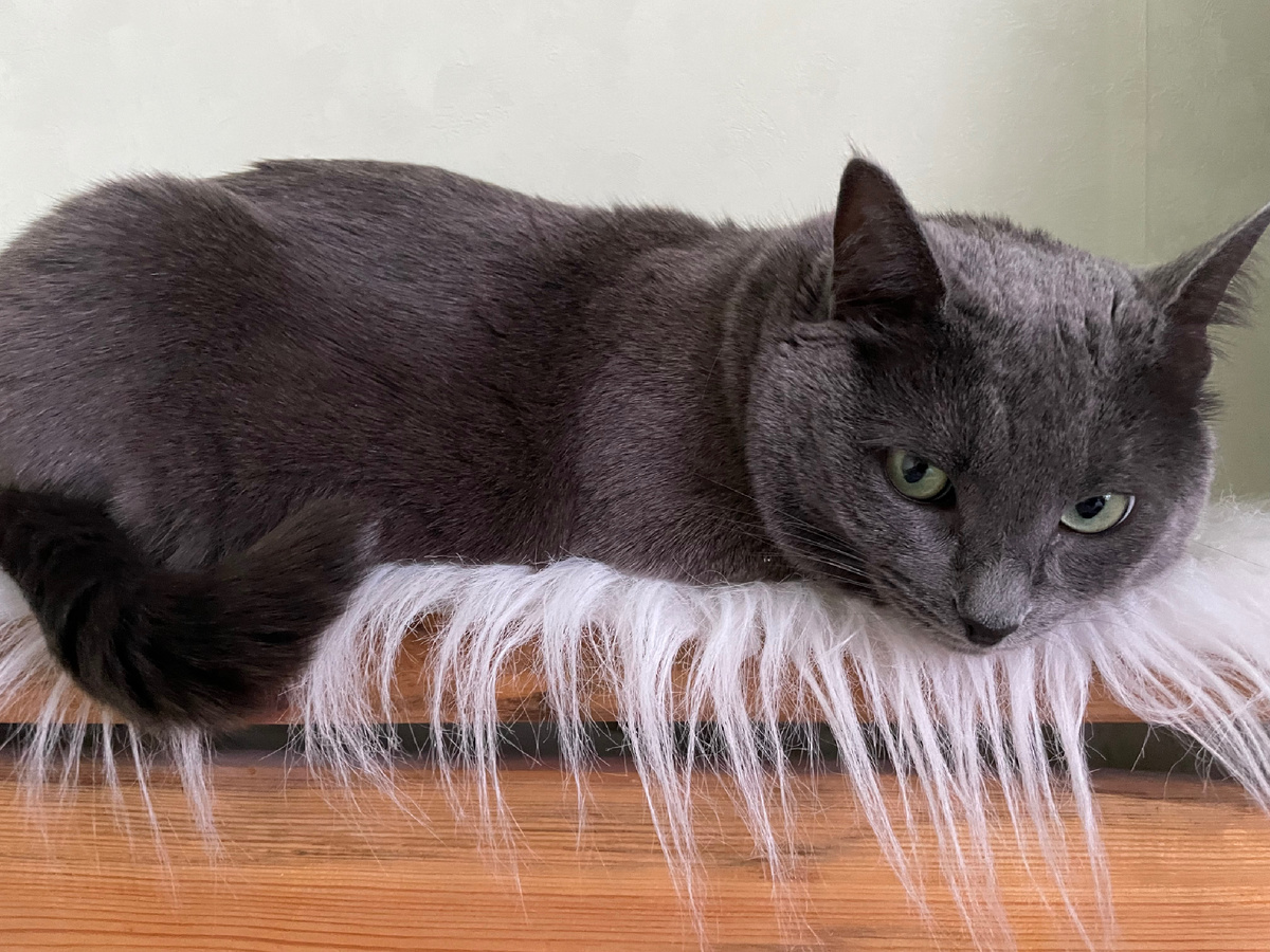 Как же быть, как быть? В кого коготь свой мне запустить?..