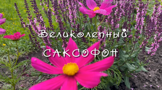 Великолепный саксофон, красиво звучит. Музыка для души