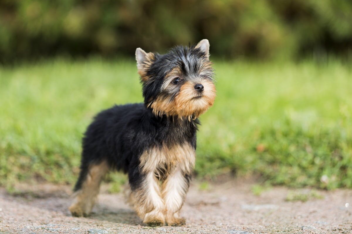 источник фото: https://images.herz-fuer-tiere.de/images/_aliases/1440w/9/2/8/9/109829-1-de-DE/Yorkshire_Terrier_Titel.jpg