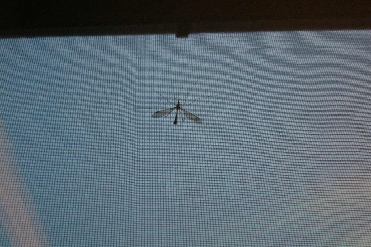     Источник пыли и аллергенов: как почистить оконную москитную сетку