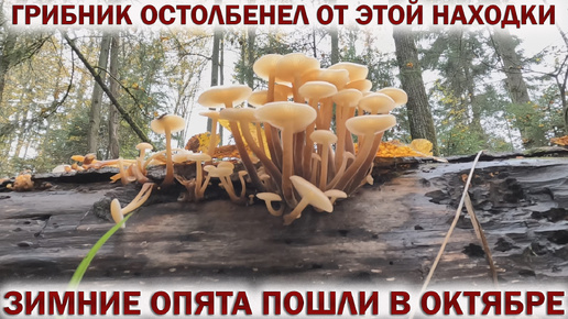 🍄ЗИМНИЕ ОПЯТА ПОШЛИ в ОКТЯБРЕ 2024!💥ГРИБНИК ОСТОЛБЕНЕЛ от ЭТОЙ НАХОДКИ В ЛЕСУ!🌳🌲