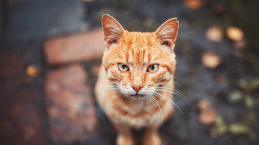 Есть ли у кошек совесть