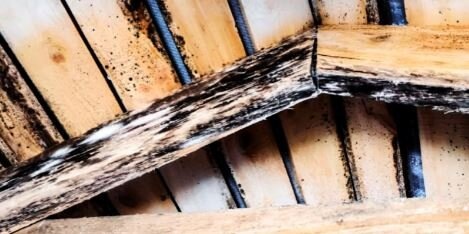 Источник: insideandoutpropertyinspectors.com/fungal-growth-on-trusses/