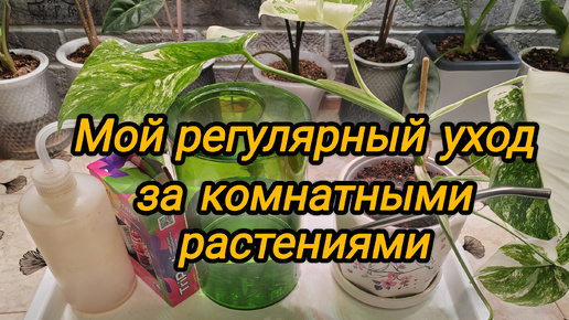 Мой регулярный уход за комнатными растениями