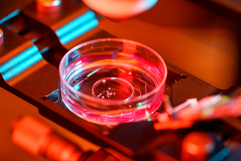 Лабораторный органоид. Источник: Jacobs School of Engineering