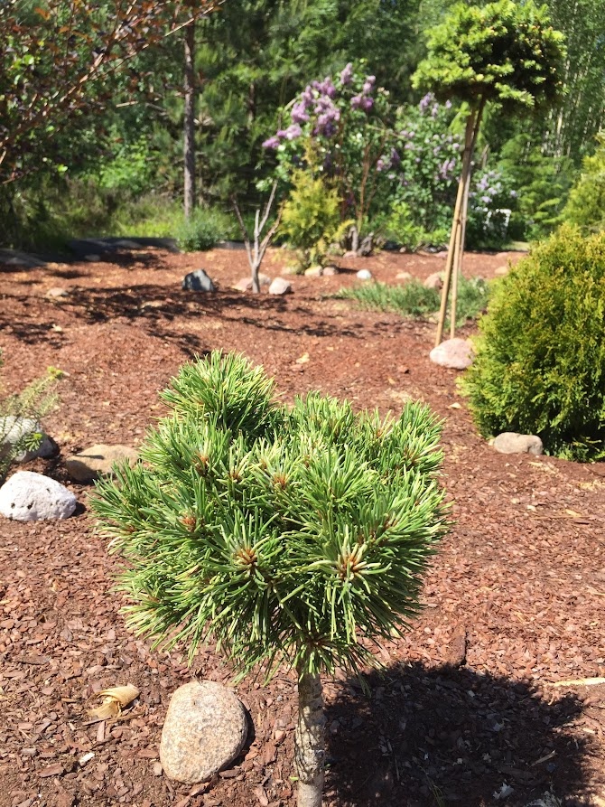 2019  Pinus mugo Milky Way 
